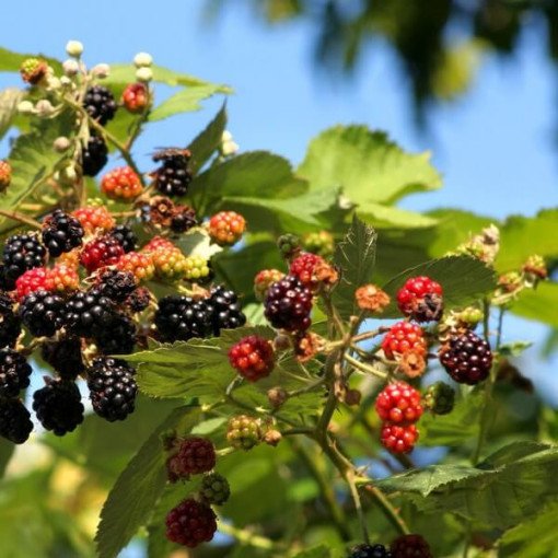 Brombeere 'Tricolor' P9/C1