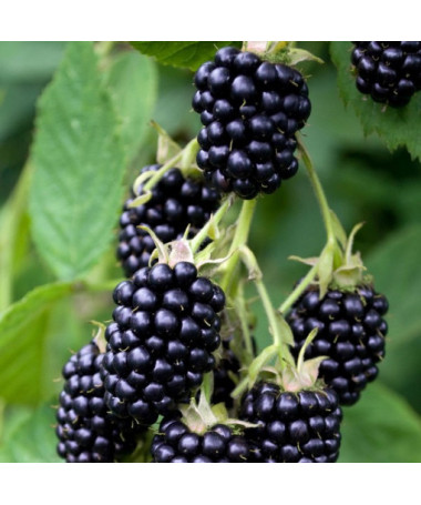 Dornenlose Brombeere ‘Triple Crown'