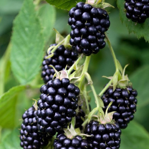 Dornenlose Brombeere ‘Triple Crown'