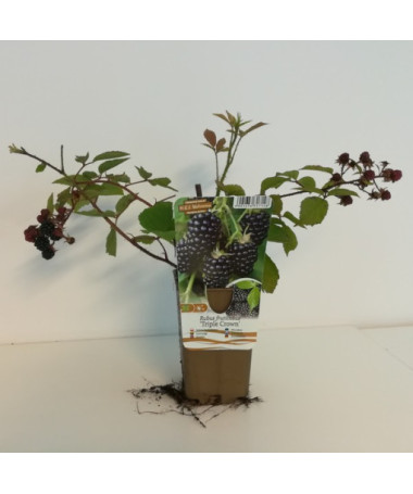 Dornenlose Brombeere ‘Triple Crown'