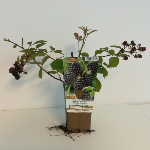 Dornenlose Brombeere ‘Triple Crown'
