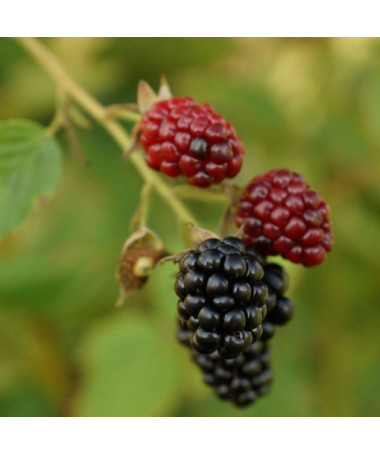 Dornlose Brombeere 'Thornfree' P9/C1
