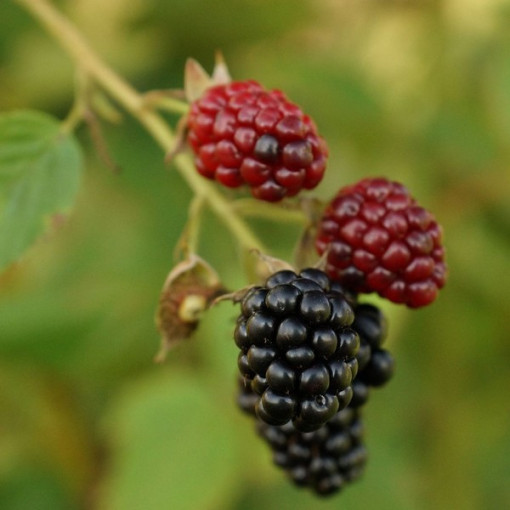 Dornlose Brombeere 'Thornfree' P9/C1