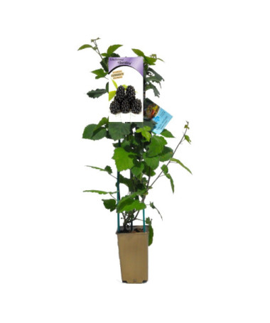 Dornlose Brombeere 'Thornfree' P9/C1
