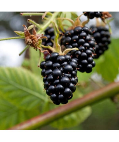 Dornlose Brombeere 'Navaho'