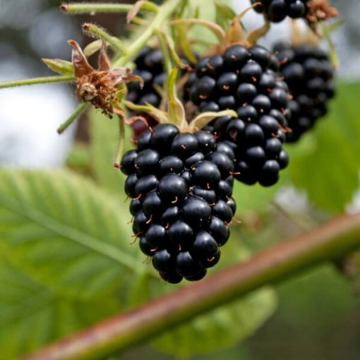 Dornlose Brombeere 'Navaho'