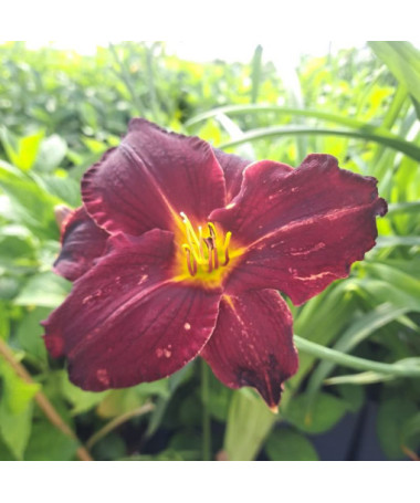 Taglilie Dark Passion 2L