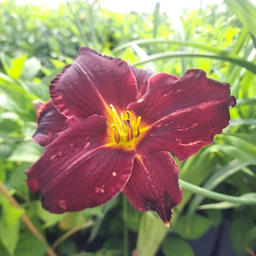 Taglilie Dark Passion 2L