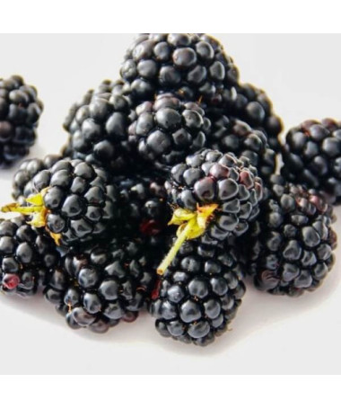 Dornlose Brombeere 'Navaho'