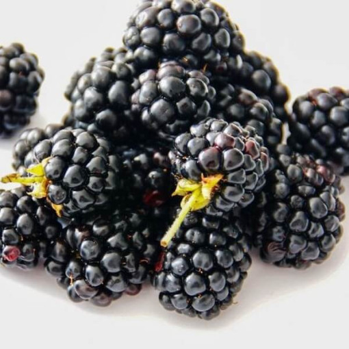 Dornlose Brombeere 'Navaho'