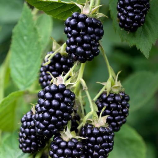 Dornlose Brombeere 'Navaho'