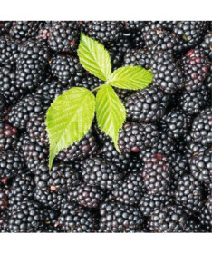 Dornlose Brombeere 'Black Satin' P9/C1