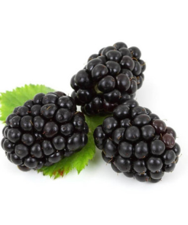 Dornlose Brombeere 'Black Satin' P9/C1