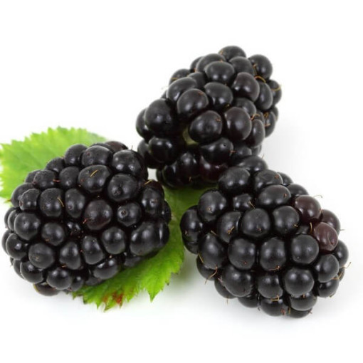 Dornlose Brombeere 'Black Satin' P9/C1