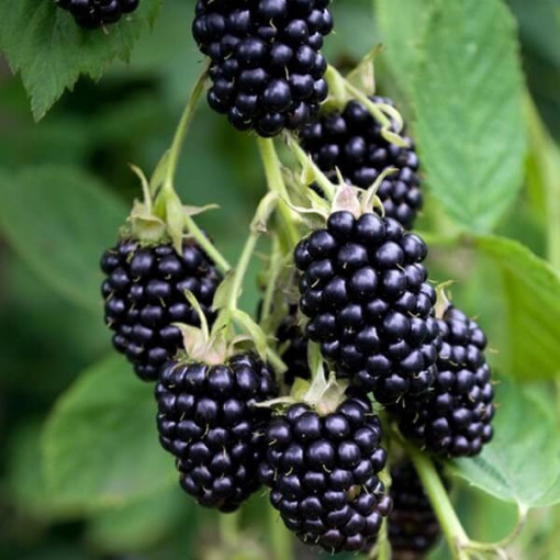 Dornlose Brombeere 'Black Satin' P9/C1