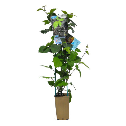 Dornlose Brombeere 'Black Satin' P9/C1
