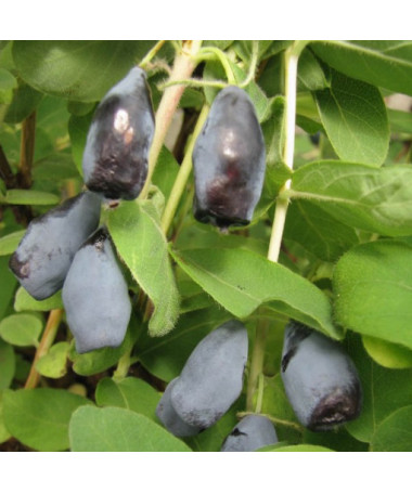 Kamtschatka-Beere ‘Woloszebnica'