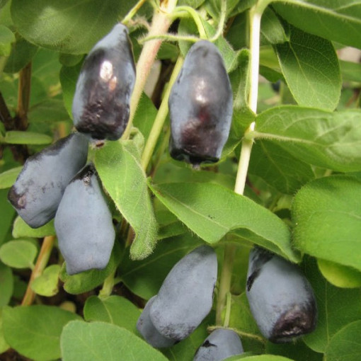 Kamtschatka-Beere ‘Woloszebnica'