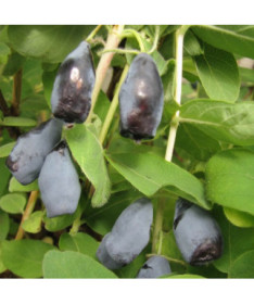 Kamtschatka-Beere ‘Woloszebnica'