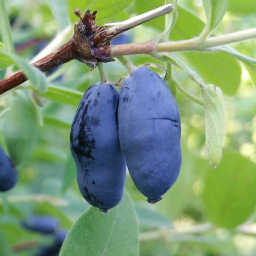 Honeyberry ‘Wojtek' 2l