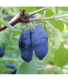 Honeyberry ‘Wojtek' 2l