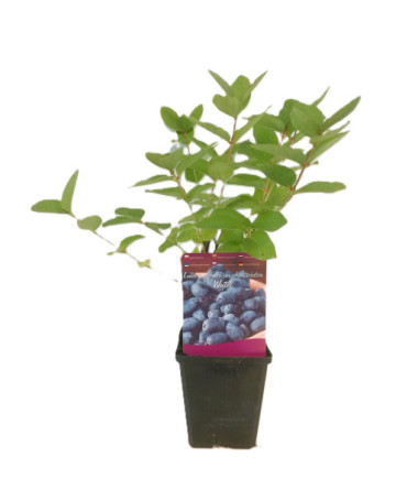 Maibeere WOJTEK P9/C1