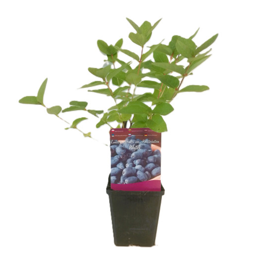 Maibeere WOJTEK P9/C1