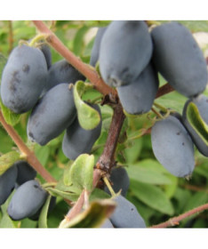 Kamtschatka-Beere / Honigbeere ‘Sinoglaska' 2L