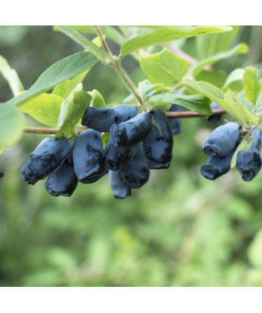 Kamtschatka-Beere / Honigbeere ‘Sinoglaska' 2L