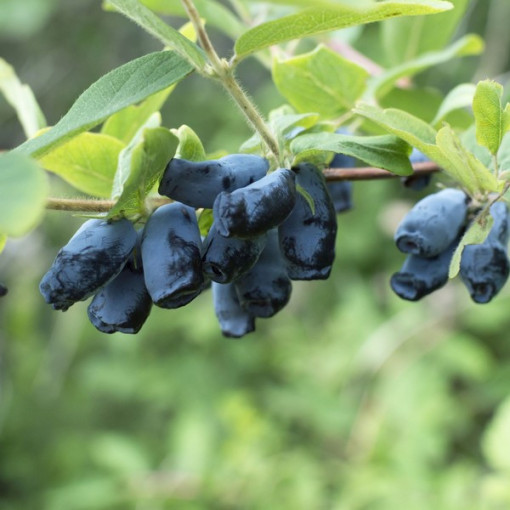 Kamtschatka-Beere / Honigbeere ‘Sinoglaska' P9/C1