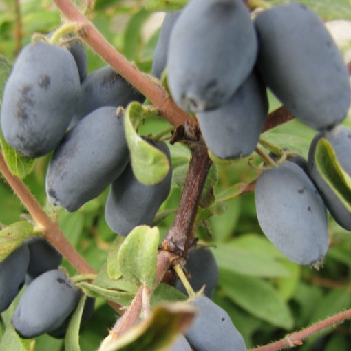 Kamtschatka-Beere / Honigbeere ‘Sinoglaska' P9/C1