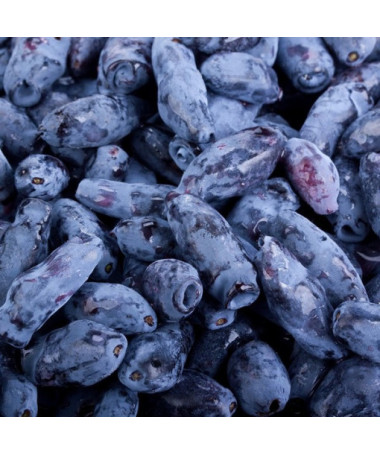 Kamtschatkabeere KAMCZADAŁKA