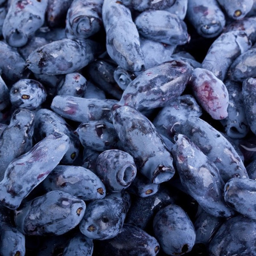 Kamtschatkabeere KAMCZADAŁKA