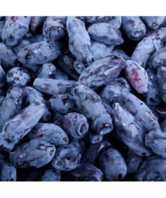 Kamtschatkabeere KAMCZADAŁKA