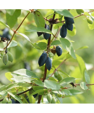 Kamtschatka-Beere DUET