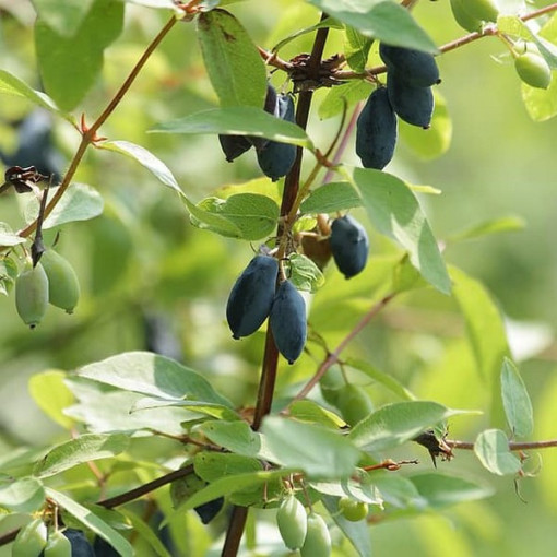 Kamtschatka-Beere DUET