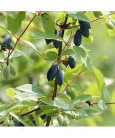 Kamtschatka-Beere DUET