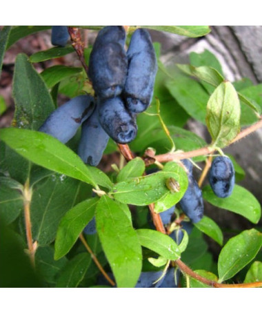 Kamtschatka-Beere / Honigbeere ‘Czelabinka' 2L