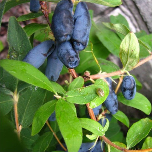 Kamtschatka-Beere / Honigbeere ‘Czelabinka' 2L