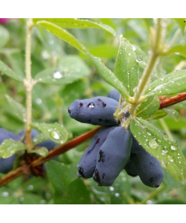 Kamtschatka-Beere ‘Black'