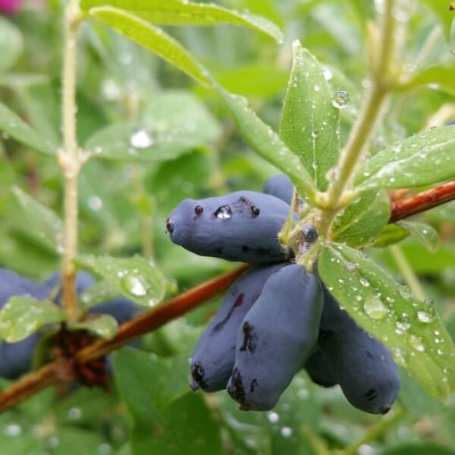 Kamtschatka-Beere ‘Black'