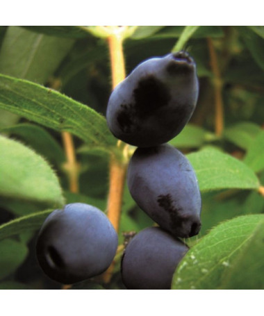 Kamtschatka-Beere ‘Black'