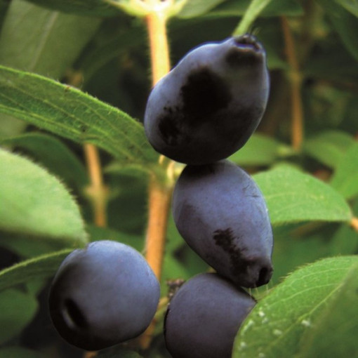 Kamtschatka-Beere ‘Black'