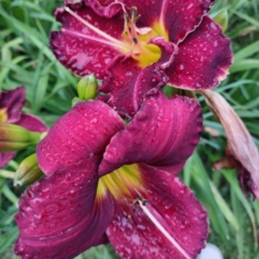 Taglilie Dark Passion 2L
