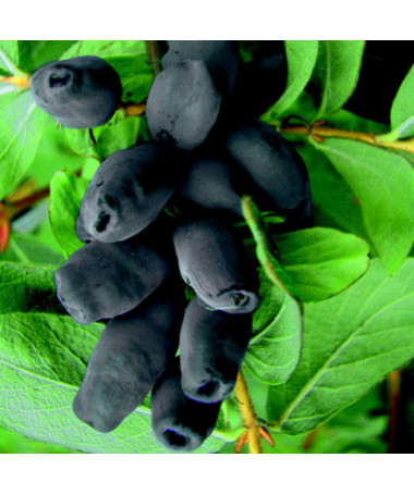 Kamtschatka-Beere / Honigbeere ‘Brazowa' 2L