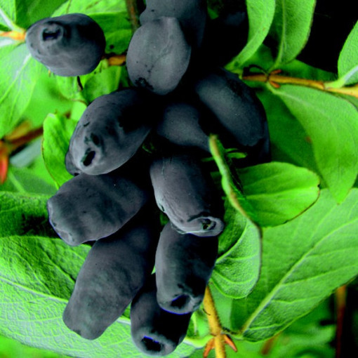 Kamtschatka-Beere / Honigbeere ‘Brazowa' 2L