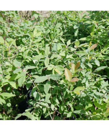 Kamtschatka-Beere / Honigbeere ‘Brazowa' 2L