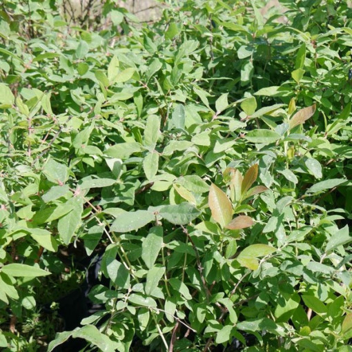 Kamtschatka-Beere / Honigbeere ‘Brazowa' 2L