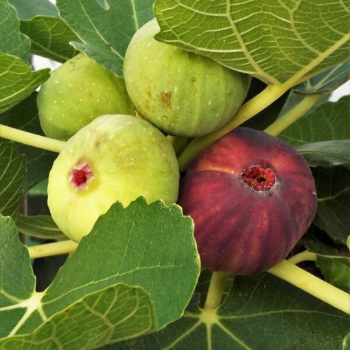 Echter Feigenbaum ‘Brown Turkey' 4L