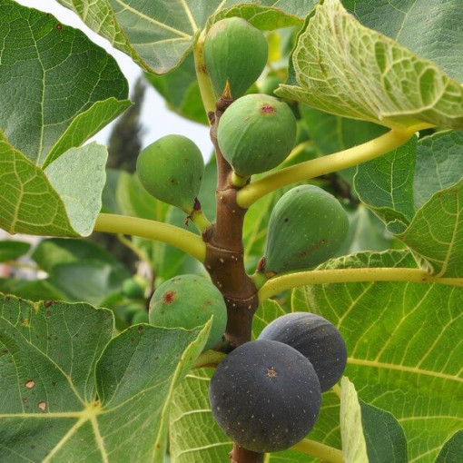 Echter Feigenbaum ‘Brown Turkey' 4L
